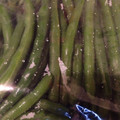 はっﾂﾝ's cooksnap of when they made いんげんの保存♪.