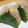 サオリ's cooksnap of when they made かつおぶしと白ごまのおにぎり.