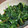 近藤家の食卓's cooksnap of when they made いんげんとモロヘイヤの生姜和え.