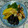 sweetroll6's cooksnap of when they made 鮭と夏野菜の大根おろしかけ.