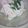 ✿しふぉ✿'s cooksnap of when they made ヤーコンのサッパリ梅マヨ和え☆.