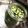 ❁❁❁❁❁'s cooksnap of when they made 100均のビンで、おしゃれピクルス.