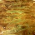 ひのまる団子's cooksnap of when they made やみつき！羽根つき！焼き餃子.