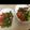クックQOQS2T☆'s cooksnap of when they made 激ウマ（＞0＜）！豚肉のマヨネーズ焼き☆.