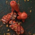 あーちゃんが's cooksnap of when they made 超簡単お弁当のおかず（ウインナー）.