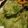miyapera's cooksnap of when they made 天ぷら粉で簡単。しその天ぷら.