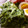 maruru-nn's cooksnap of when they made 菜の花のからしマヨ胡麻和え.