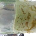 mikko189jp's cooksnap of when they made TGG豆乳ヨーグルトでクリームチーズ風.