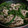 5匹のぶた's cooksnap of when they made ♡☆いんげんと豚しゃぶ肉のくたくた煮.