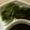 maruru-nn's cooksnap of when they made ほうれん草のおひたし.