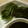 maruru-nn's cooksnap of when they made ほうれん草のおひたし.
