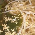 ｓｉｏ's cooksnap of when they made もやしとワカメの梅昆布茶スープ.