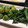 Walnut1107's cooksnap of when they made 簡単～！菜の花と芽キャベツの柚子胡椒焼き.