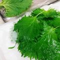麻's cooksnap of when they made 大葉の保存法.