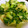 ピンキーsaya's cooksnap of when they made 超簡単　青梗菜ときゅうり炒め.