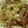 あやかんぱり's cooksnap of when they made 冷凍麺で作る焼きそば.