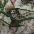 きらり流れ星's cooksnap of when they made しらすと梅の混ぜ込みおにぎり.