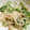 マスカル12's cooksnap of when they made オクラとツナのマヨ和え.