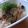 8itao8's cooksnap of when they made ゴーヤチャンプル☆苦味ひかえめ.