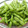 クック81NK9U☆'s cooksnap of when they made 枝豆のゆで方.