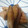 rinox2's cooksnap of when they made ごぼうと鶏の煮物　.