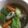 BYU's cooksnap of when they made 簡単チンゲン菜　きのこのピリ辛中華スープ.