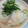 kopimama's cooksnap of when they made 新しょうが☆初夏の炊き込みご飯.