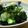 yappyパクパク's cooksnap of when they made きゅうりとみょうがＤＥ即席カッパ漬け.
