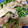 あやりらぽん's cooksnap of when they made 豆苗と豚肉の炒め物.