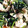 Ponta2777's cooksnap of when they made ほうれん草と鶏ささみの甘酢和え.
