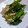 natico's cooksnap of when they made 菜の花とささみの酢醤油和え.