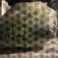 ち's cooksnap of when they made 【袋で簡単】ブロッコリーの下ごしらえ.