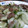 かにゃ～にゃ's cooksnap of when they made きゅうりと豚挽き肉の炒め物.