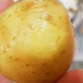 アバッチオ's cooksnap of when they made ☺︎つぶつぶしゃもじで新じゃが皮むき☺︎.