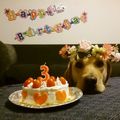 Labrador好き's cooksnap of when they made 犬用　バースデイケーキ.