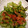 yamame6jp's cooksnap of when they made ゴーヤーと桜えびのさっと炒め.