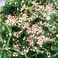 料理大好きあっちゃん's cooksnap of when they made 簡単！おかひじき茹で方.
