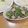 ゆけり３兄弟's cooksnap of when they made ゴーヤとベーコンのさっぱり☆おかか和え.