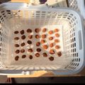 エサコ's cooksnap of when they made 変わり梅干(はちみつ漬＆黒糖漬).
