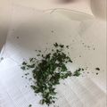 ちーみーゆー's cooksnap of when they made 乾燥バジルの作り方～♪.
