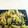 ちびっ子のママ's cooksnap of when they made 冬瓜の皮のきんぴら.