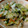 沙弥0523's cooksnap of when they made セロリとちくわのネギ塩和え.