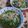 猫のミイヤ's cooksnap of when they made * 水菜と長葱とベーコンの洋風煮浸し *.