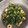 クックZ8J4H4☆'s cooksnap of when they made あごだして小松菜おひたし.