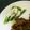 ミアーニ's cooksnap of when they made アスパラの簡単チーズソース★.