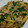 nakagoo's cooksnap of when they made 新じゃがのオイスターソース炒め.