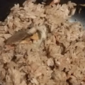 meyan's cooksnap of when they made 塩昆布と舞茸の炊き込みご飯.