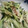 みなっぷー's cooksnap of when they made きゅうりと茗荷のわさびマヨ和え.