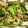 kota77's cooksnap of when they made きびなごとししとうのパスタ.