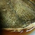 yukariin's cooksnap of when they made 簡単フライパンでカレイの煮付け.